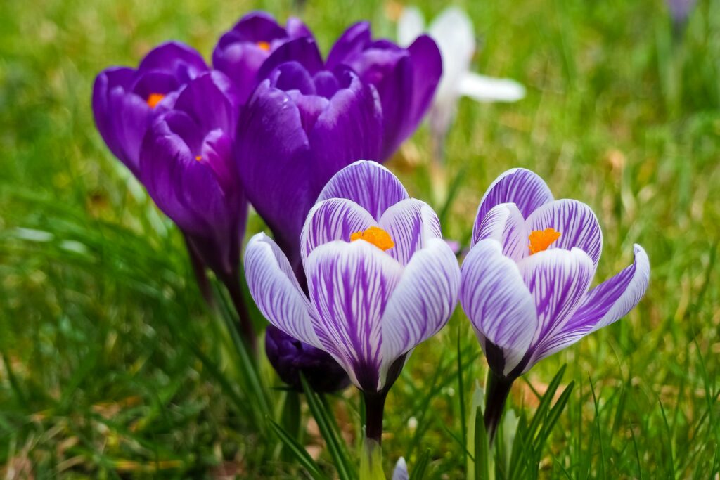 photo of purple crocuses