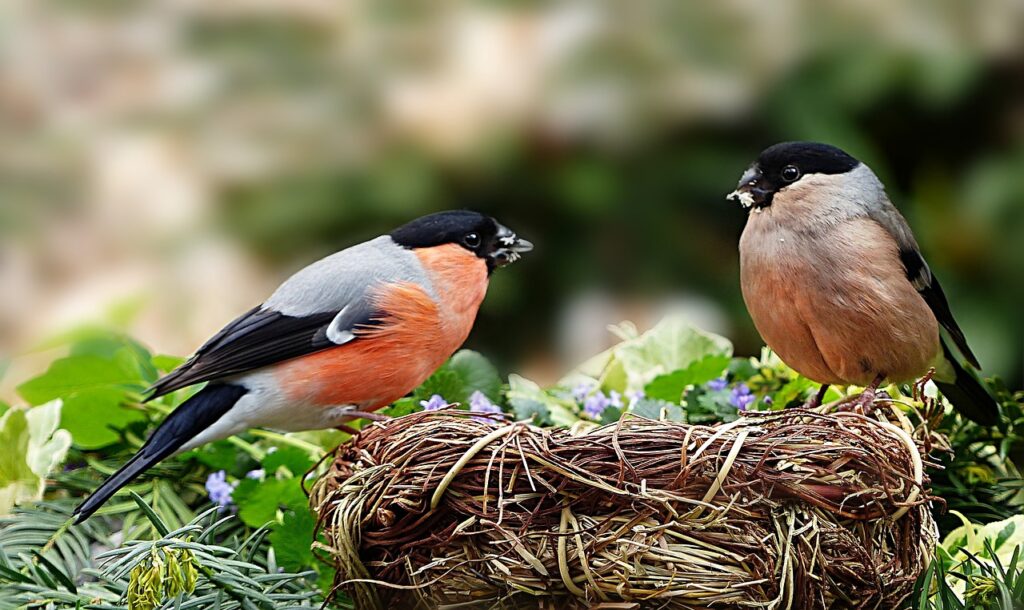 photo of male and female bullfinches nesting