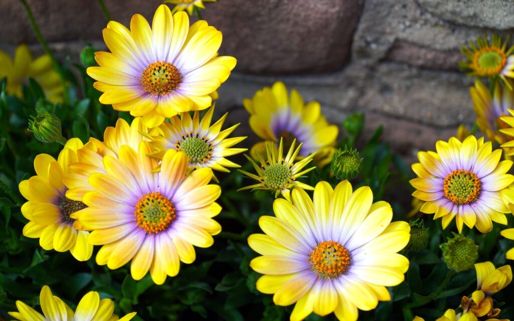 photo of yellow daisies