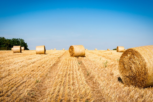 picture of a hay field harvested with hay bales set against a blue sky.